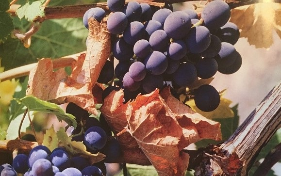 Pinot noir in Côte de Nuits and Côte de Beaune